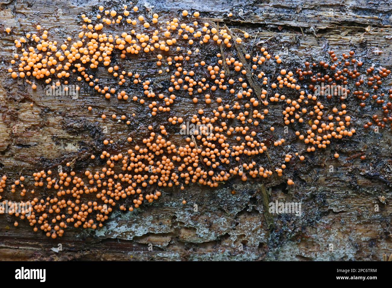 Trichia decipiens, a slime mold of the family Trichiaceae, no common English name Stock Photo