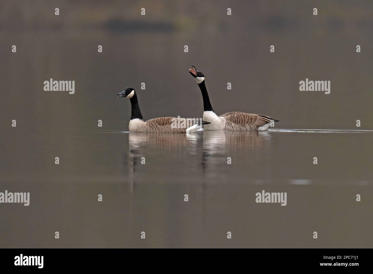 Pair of Canada Geese-Branta canadensis display courtship. Stock Photo