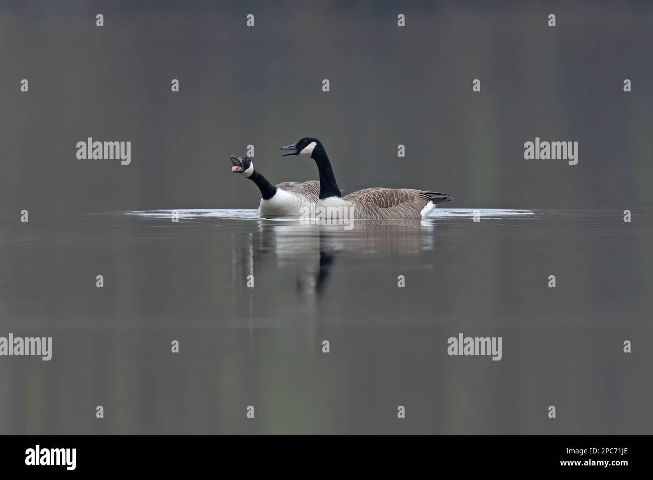 Pair of Canada Geese-Branta canadensis display courtship. Stock Photo