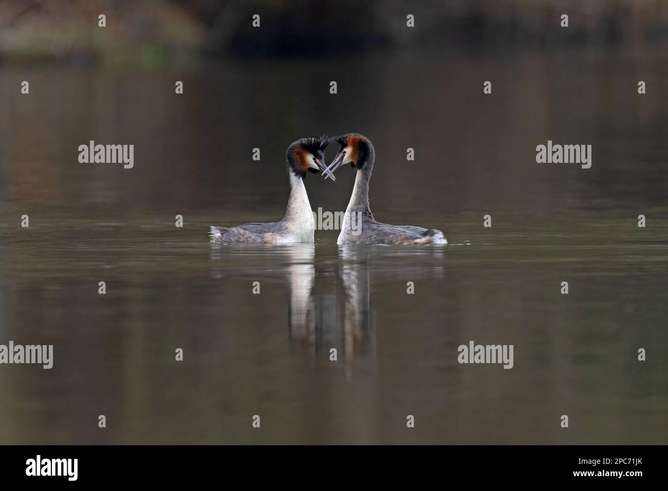 Great crested grebes -Podiceps cristatus display courtship. Stock Photo