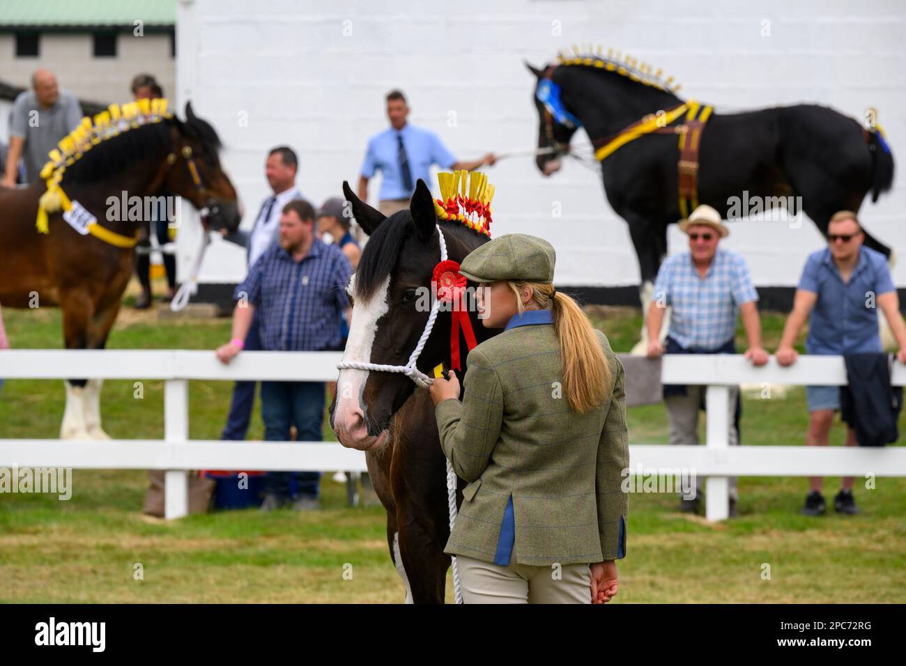 Young bay shire horse (yellow braids) & woman, after judging (winning & awarded first prize) - Great Yorkshire Country Show, Harrogate England UK. Stock Photo