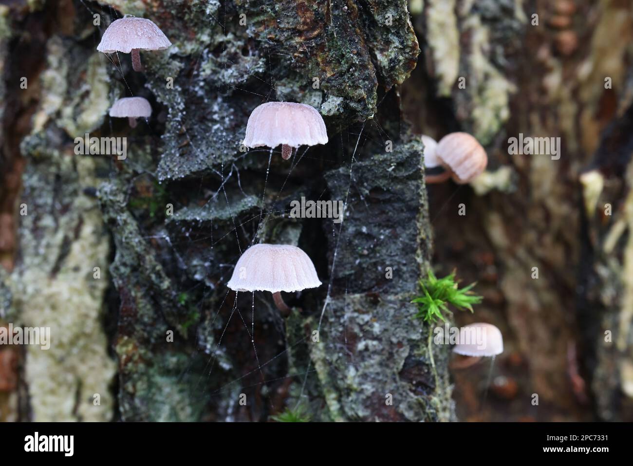 Mycena meliigena, a bonnet mushroom from Finland, no common English name Stock Photo