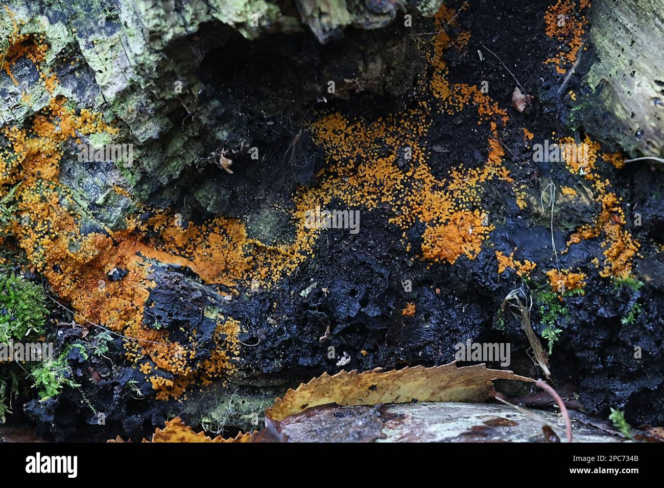 Nectria peziza, known as the yellow spot fungus Stock Photo