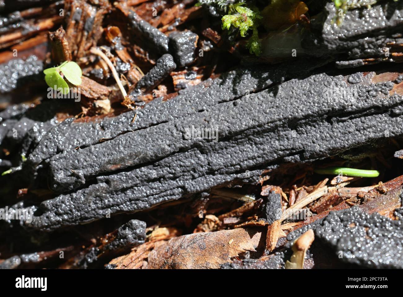 Cribraria argillacea, a slime mold from Finland, no common English name Stock Photo