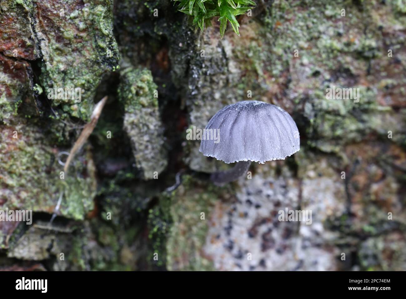 Mycena pseudocorticola, a bonnet mushroom from Finland, no common English name Stock Photo