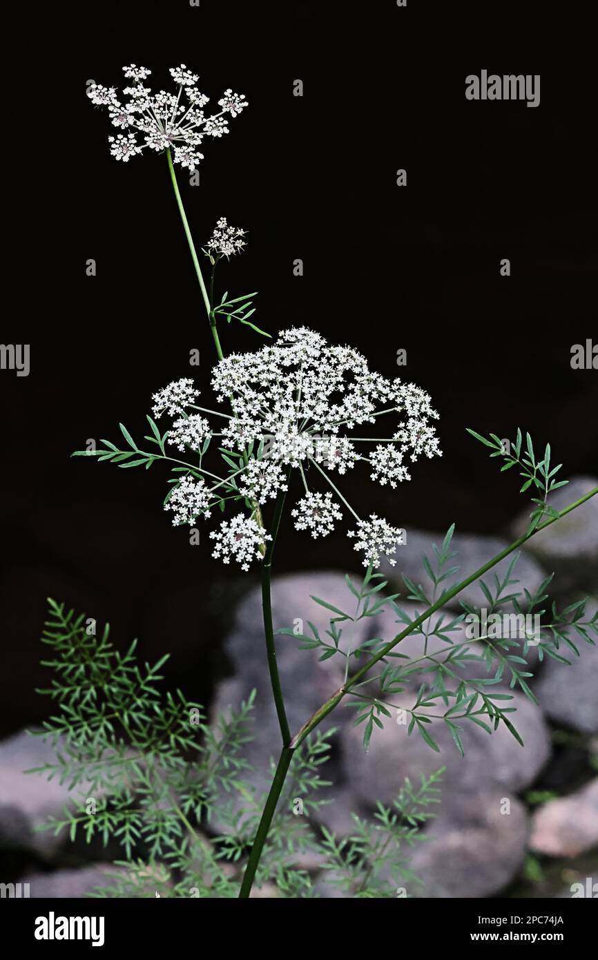 Milk-parsley, Peucedanum palustre, also known as Hogfennel or Marsh hog's fennel, wild plant from Finland Stock Photo