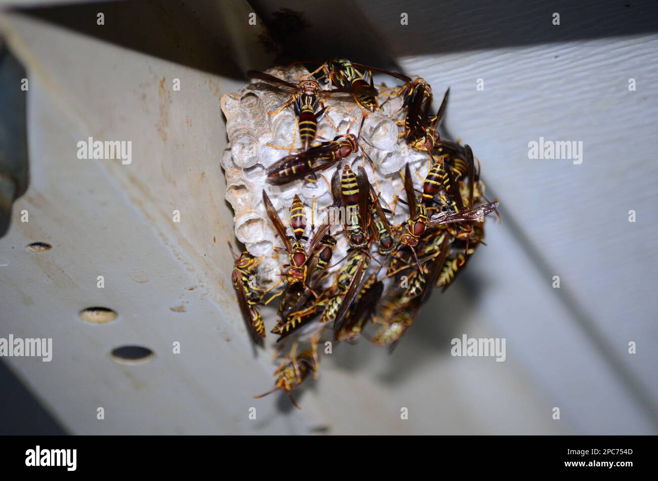 Paper wasp nest covered in hornets Stock Photo - Alamy