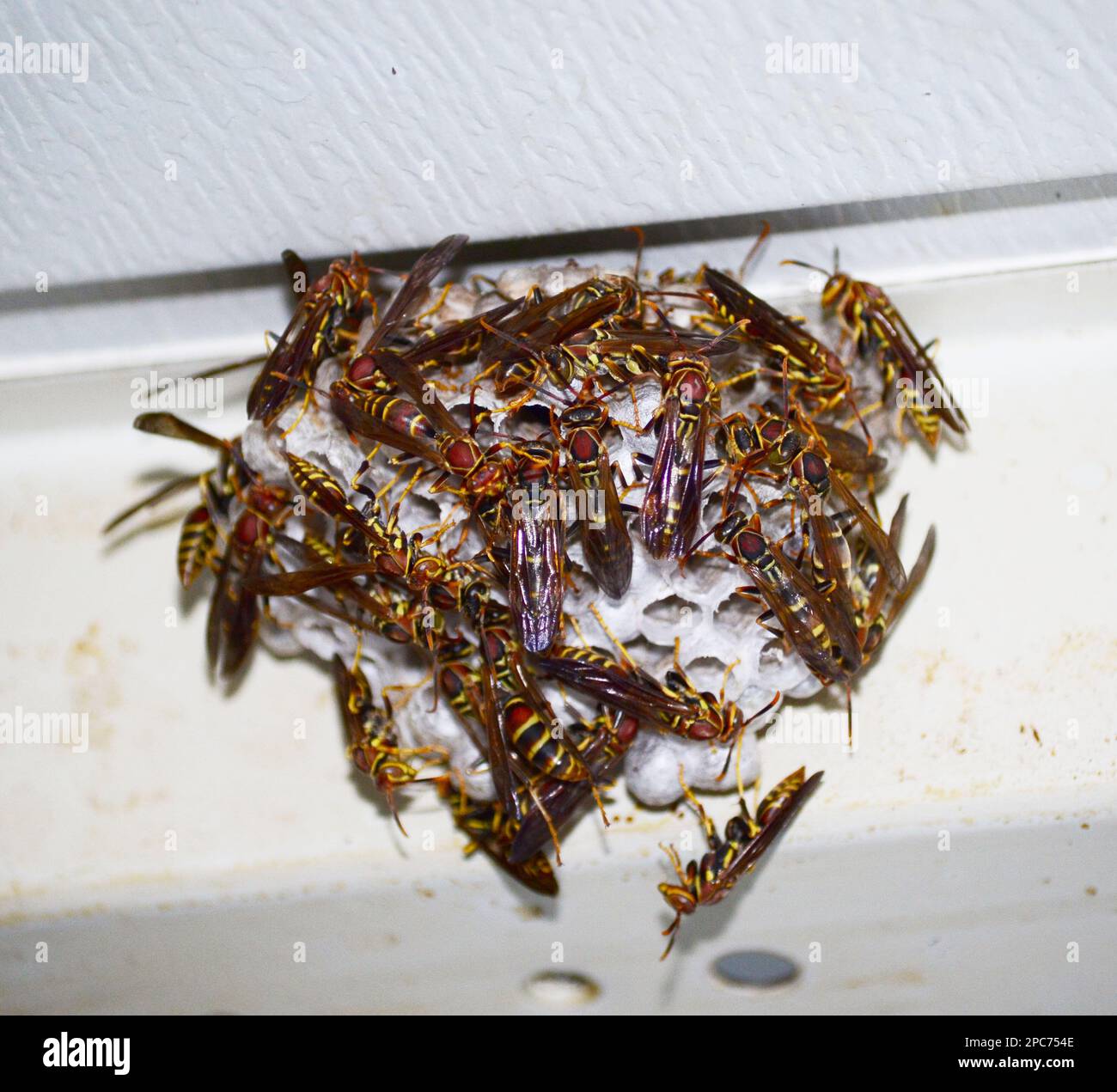 Paper wasp nest covered in Stock Photo Alamy