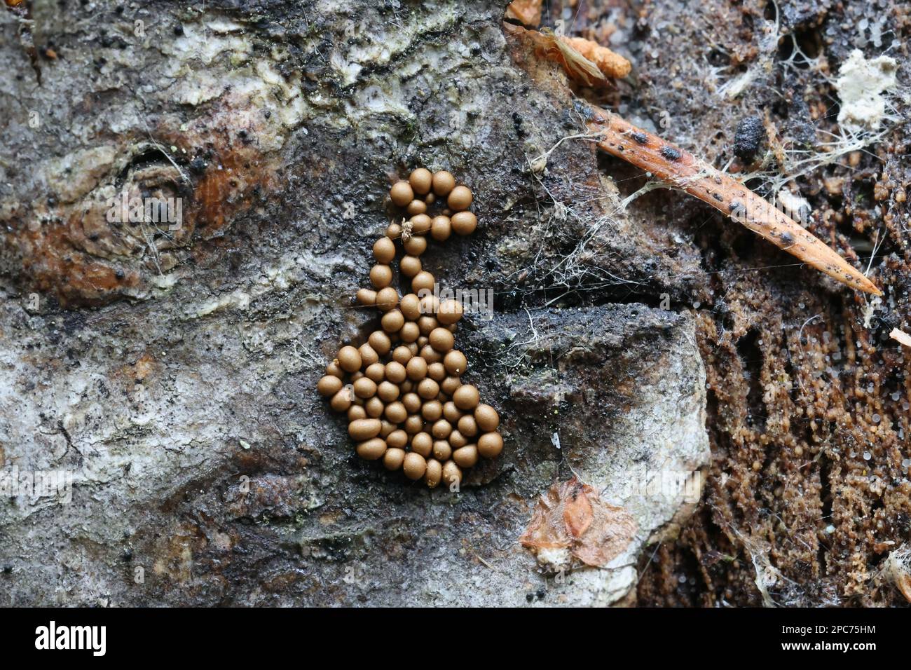 Trichia varia, a slime mold from Finland with no common English name Stock Photo