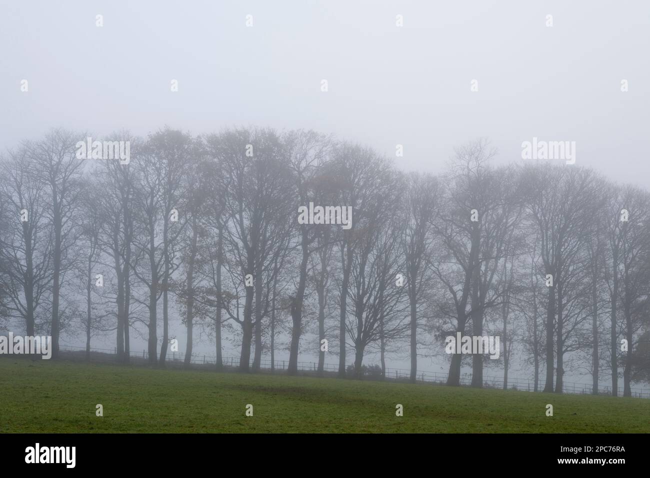 A row of beech trees in autumn mist on Court Down near Dulverton in the Exmoor National Park, Somerset, England. Stock Photo