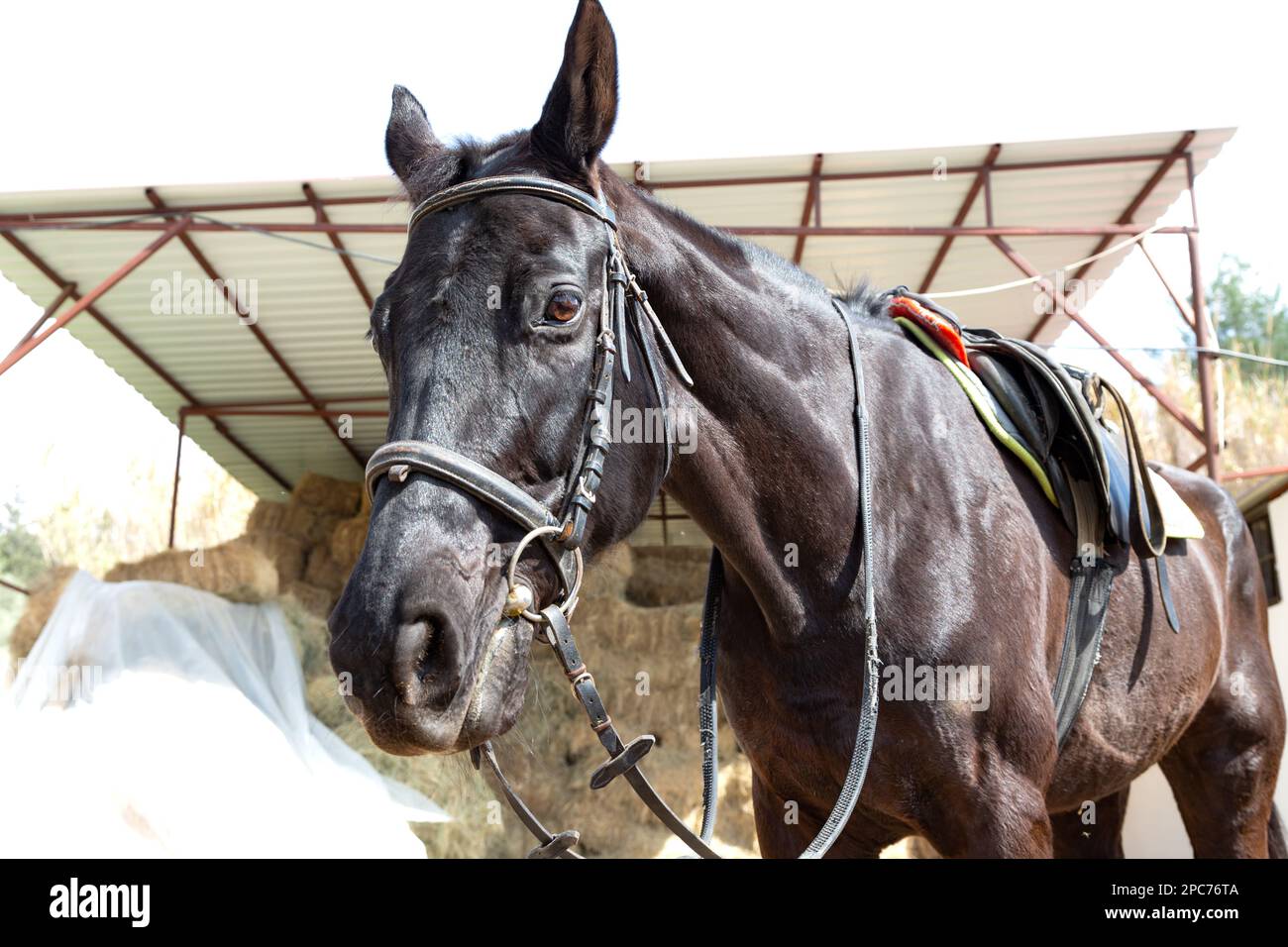 Riding training horse with a saddle prepared for training in a riding
