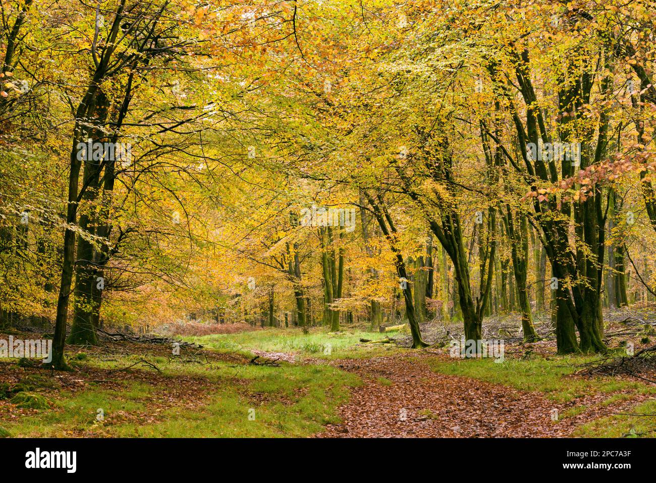Autumn colour in a beech woodland at Rowberrow Warren in the Mendip Hills, Somerset, England. Stock Photo