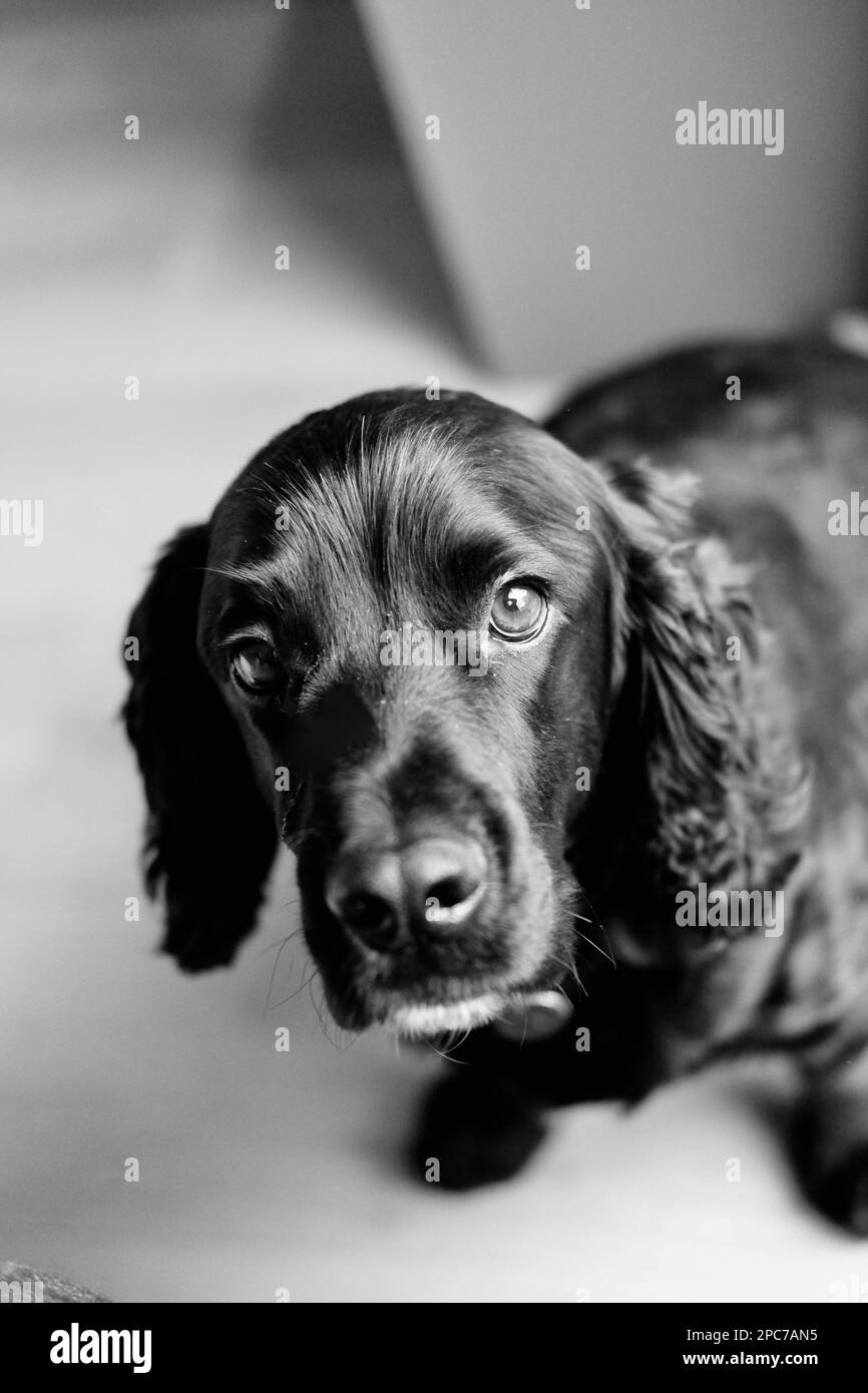 cocker spaniel dog Stock Photo Alamy