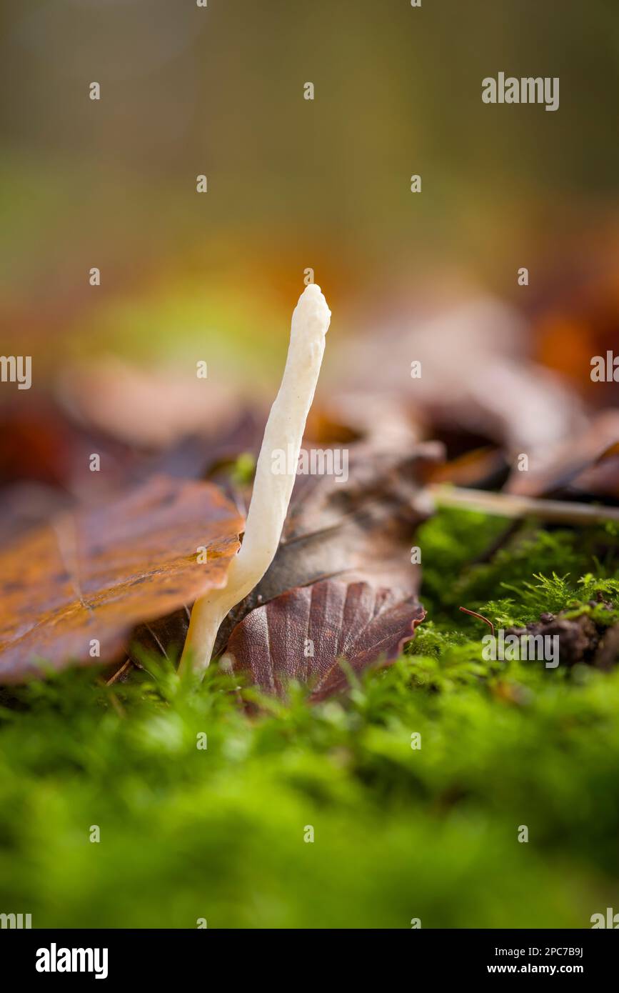 A solitary Wrinkled Club Fungus (Clavulina rugosa) fruiting body growing in the leaf litter of a broadleaf woodland in autumn, Somerset, England. Stock Photo