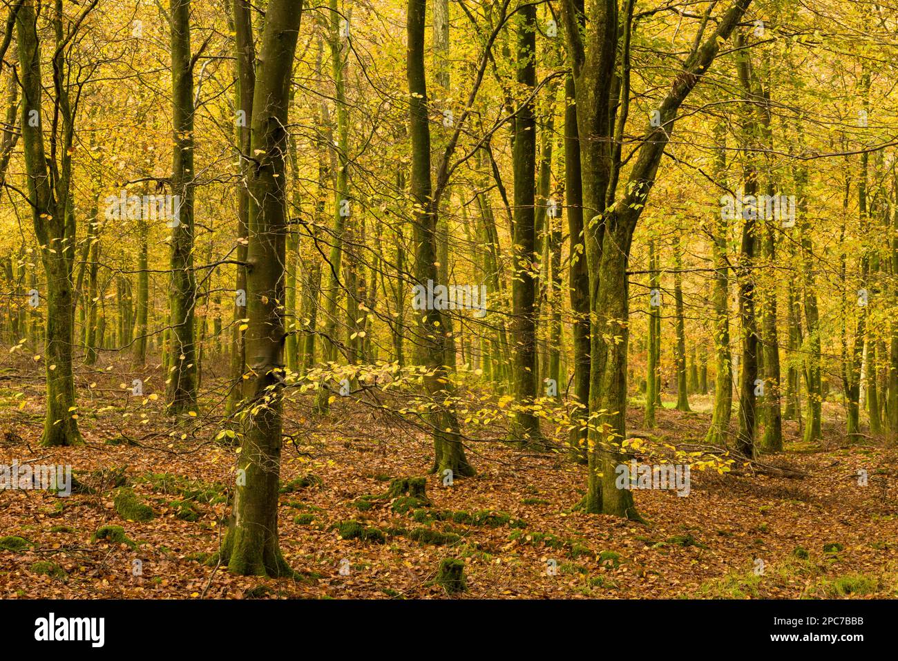 Autumn colour in a beech woodland at Rowberrow Warren in the Mendip Hills, Somerset, England. Stock Photo