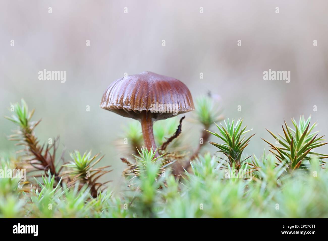 Deconica montana, also called Psilocybe montana, commonly known as