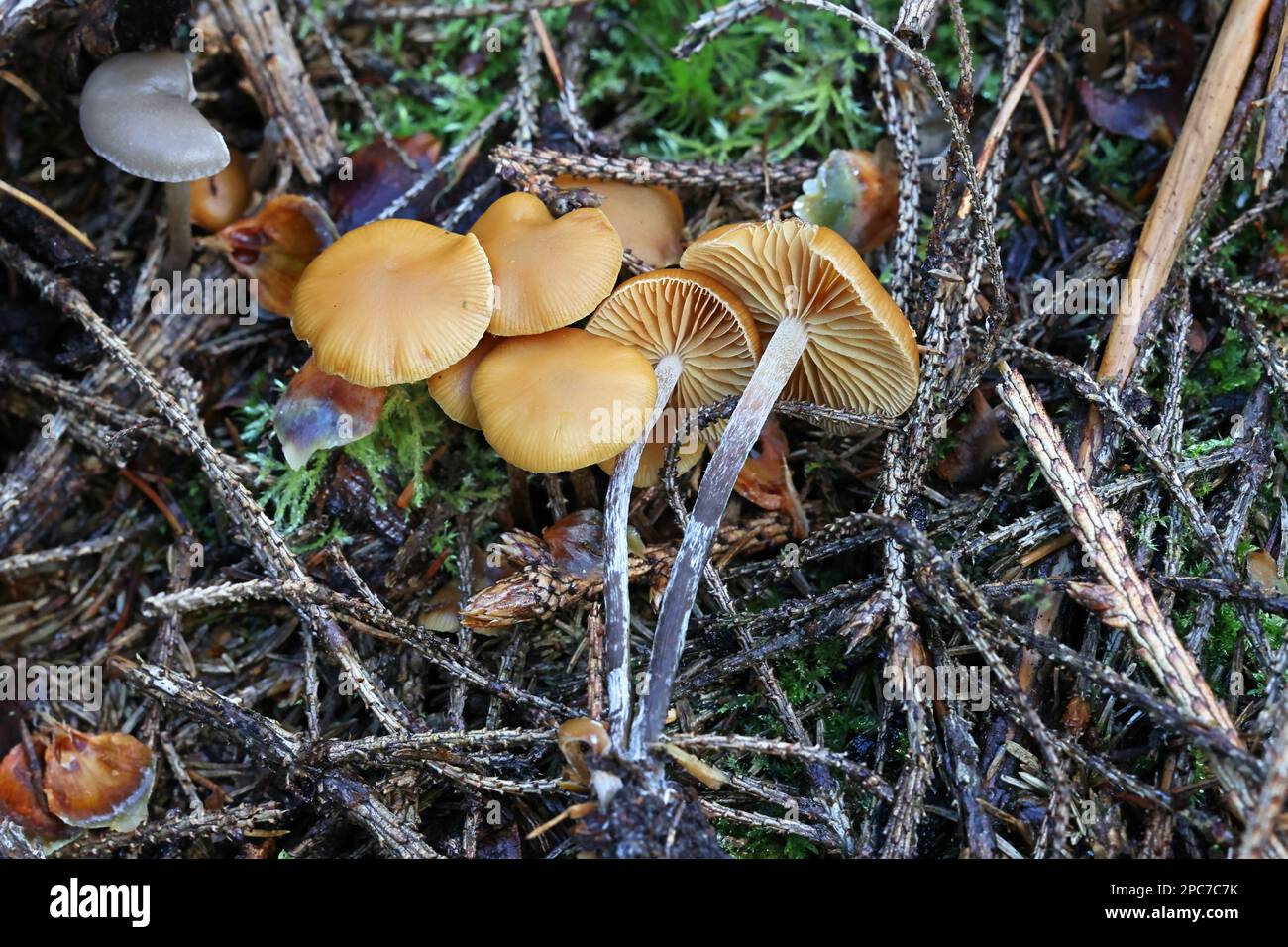 Galerina marginata, known as funeral bell, deadly skullcap or deadly Galerina, poisonous