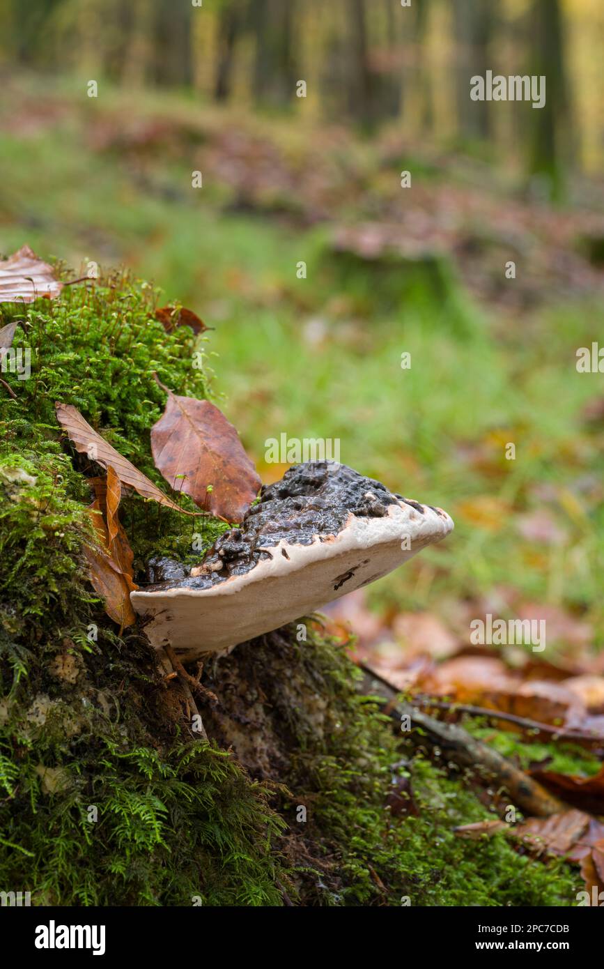 Southern Bracket (Ganoderma austral) fungus growing on an old moss covered tree stump in a beech woodland in autumn, Somerset, England. Stock Photo