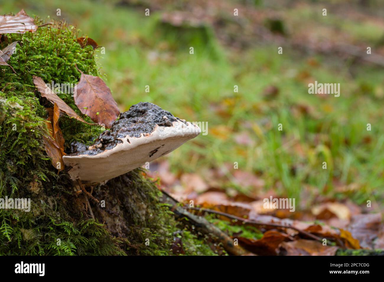 Southern Bracket (Ganoderma austral) fungus growing on an old moss covered tree stump in a beech woodland in autumn, Somerset, England. Stock Photo