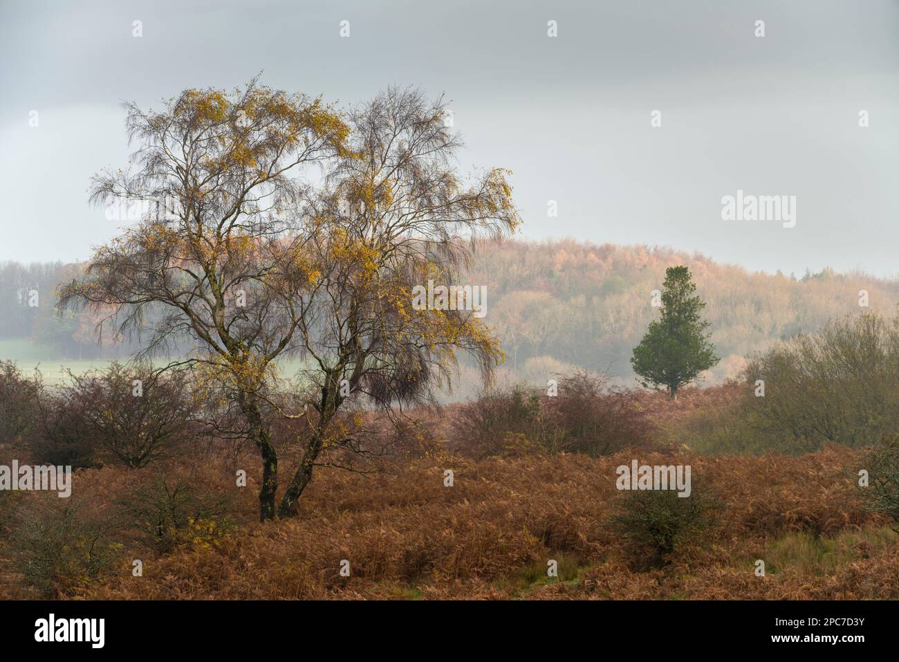 An autumn morning at Back Down in the Mendip Hills Area of Outstanding Natural Beauty, Somerset, England. Stock Photo