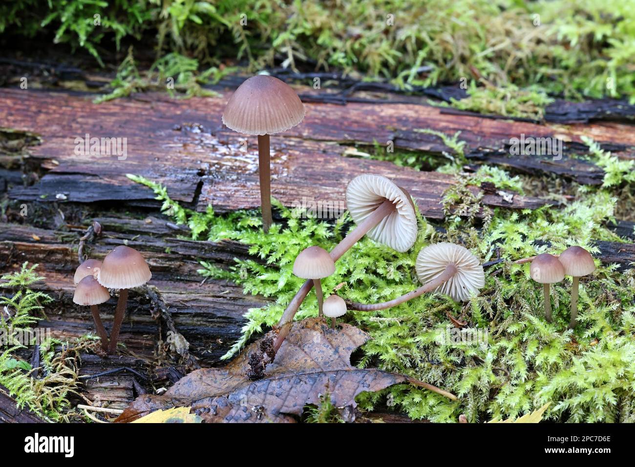 Mycena haematopus, commonly known as bleeding fairy helmet or burgundydrop bonnet, wild mushroom from Finland Stock Photo
