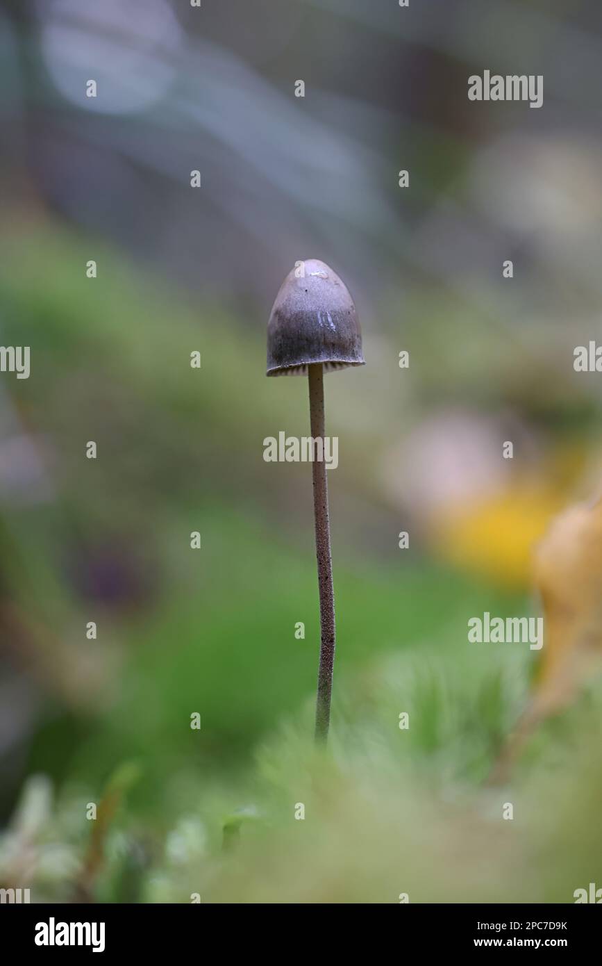 Panaeolus alcis, a motllegill mushroom growing on moose dung, no common English name Stock Photo