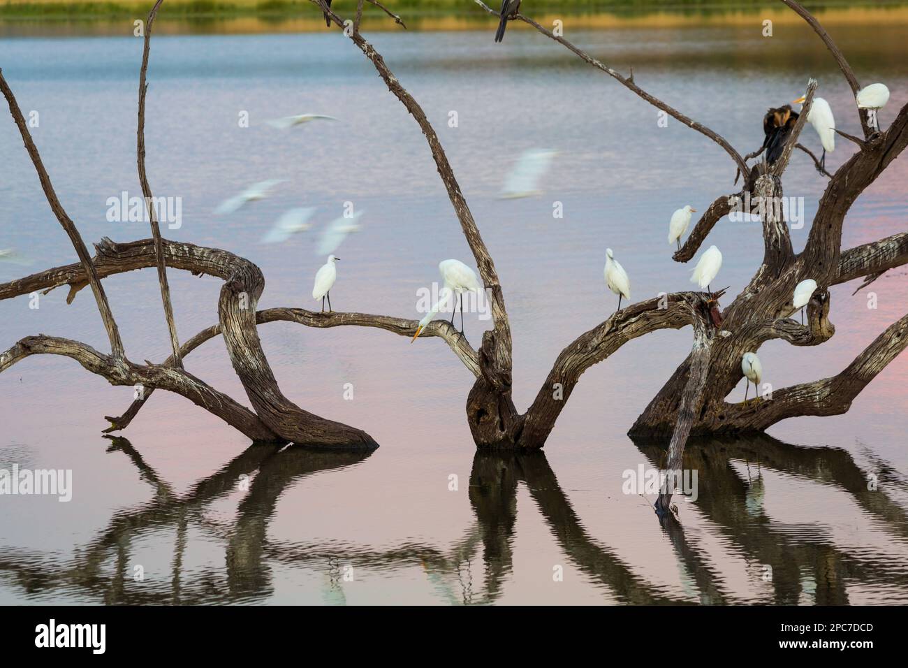 Egrets on branch in lake, Pilanesburg National Park, nr Johannesburg, South Africa Stock Photo