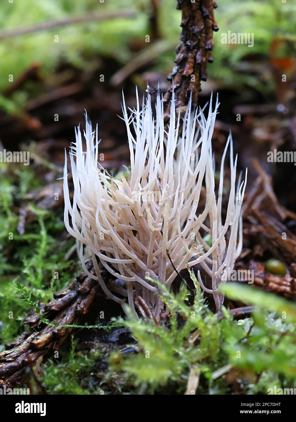Pterula multifida, a coral fungus growing on spruce litter in Finland, no common English name Stock Photo