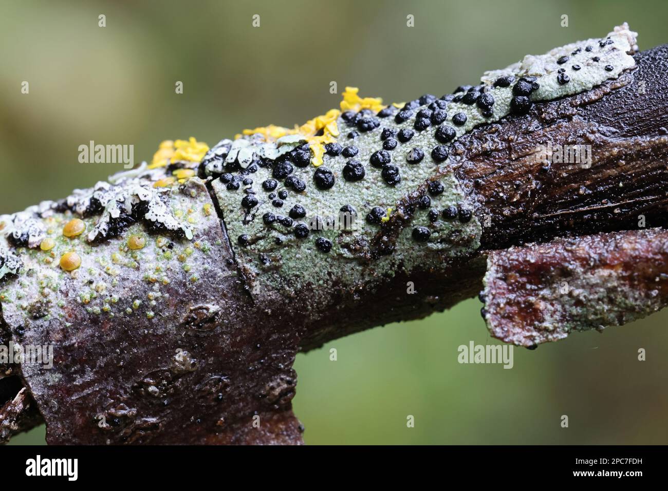 Buellia disciformis, commonly known as boreal button lichen Stock Photo