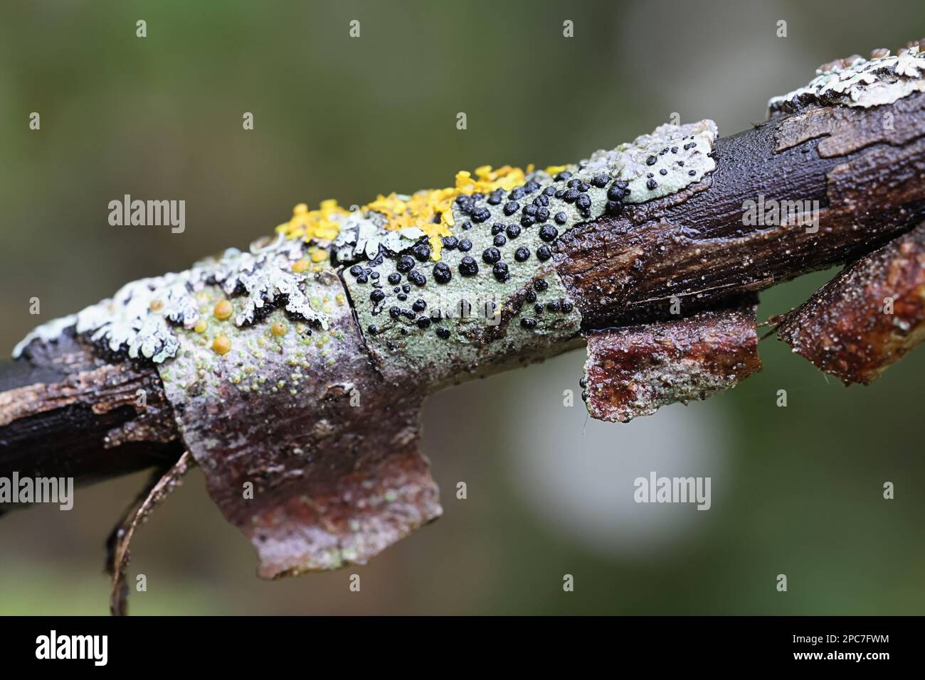 Buellia disciformis, commonly known as boreal button lichen Stock Photo