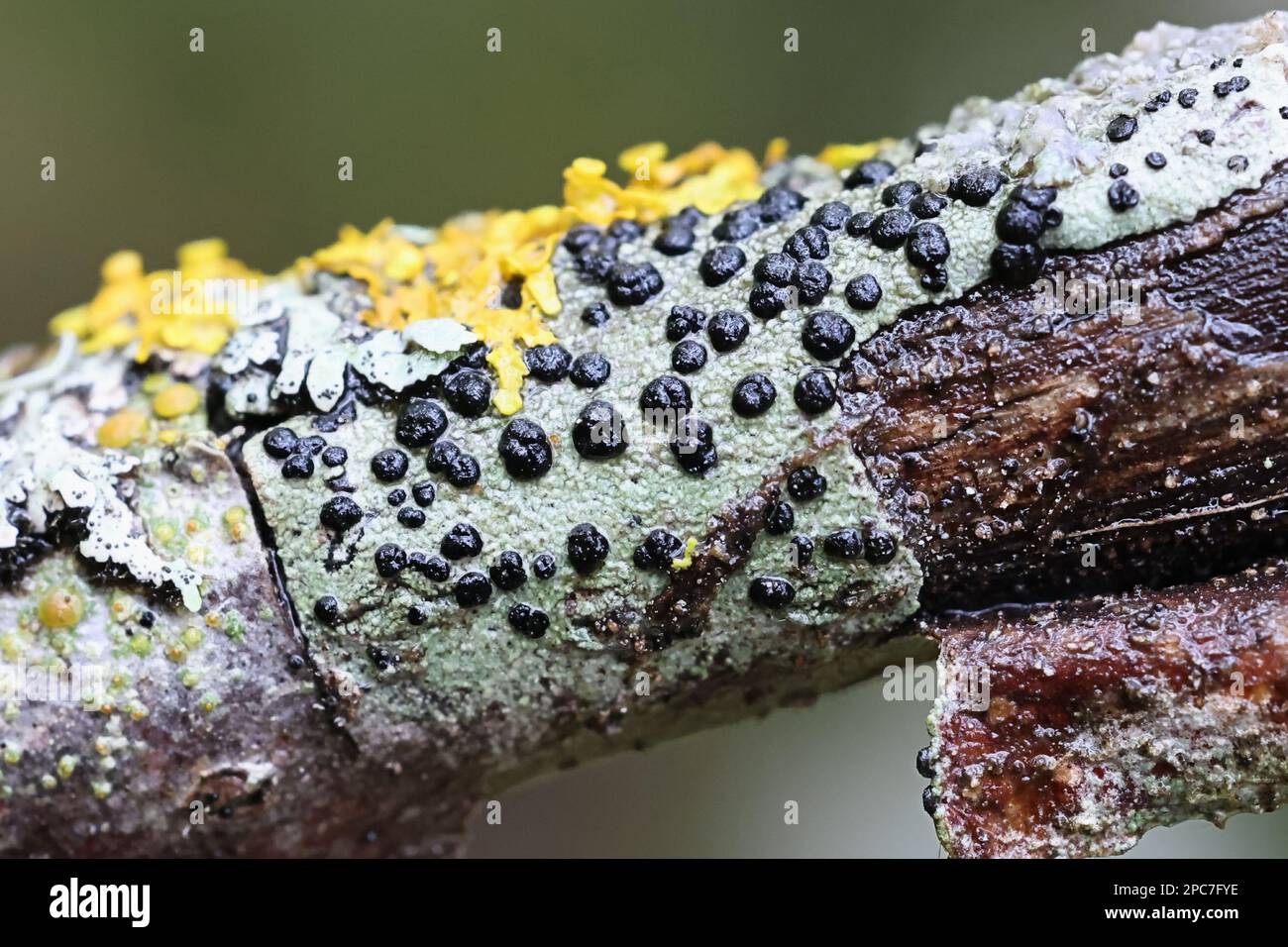 Buellia disciformis, commonly known as boreal button lichen Stock Photo