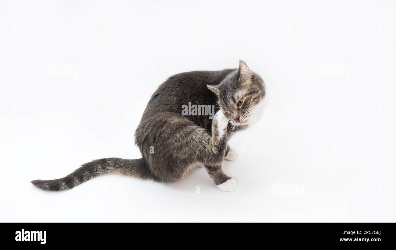 tabby cat scratching its head or grooming on white background Stock Photo