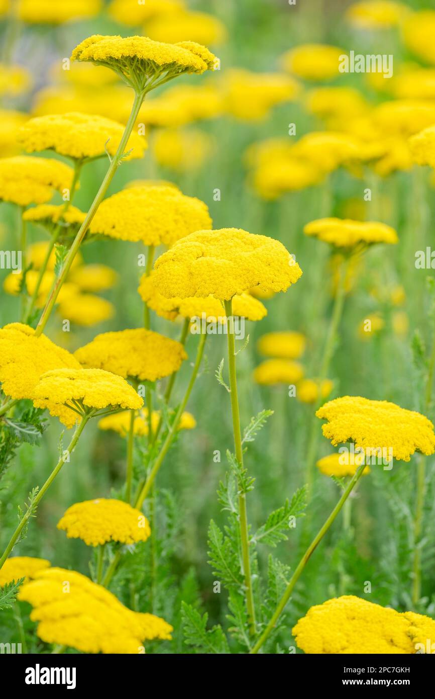 Achillea Gold Plate, yarrow Gold Plate, perennial, large flat heads of small yellow flowers Stock Photo