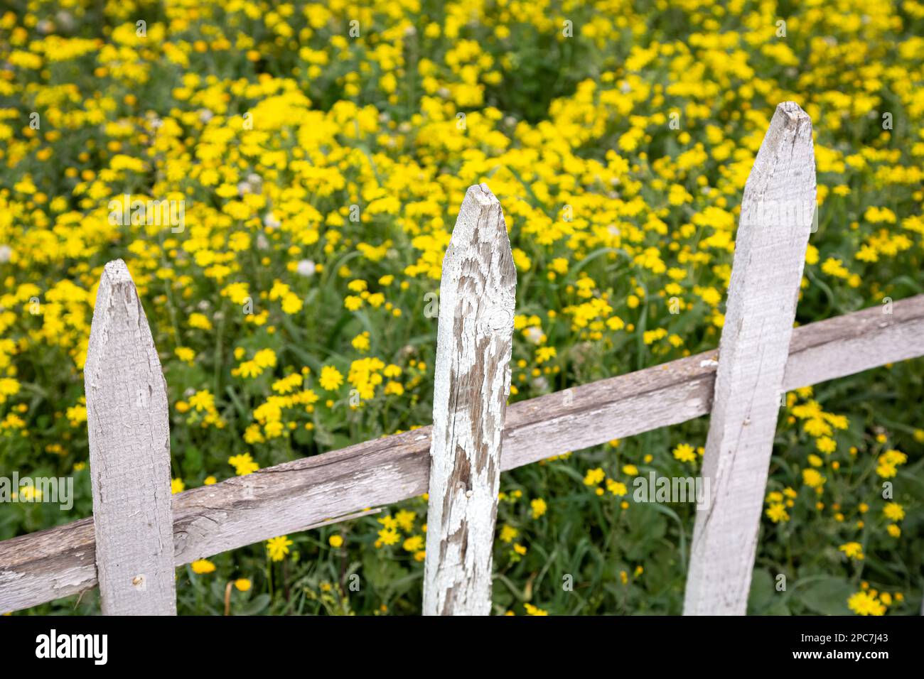 Yellow spring flowers behind white painted wooden fence. White wooden fences in selective focus. Stock Photo