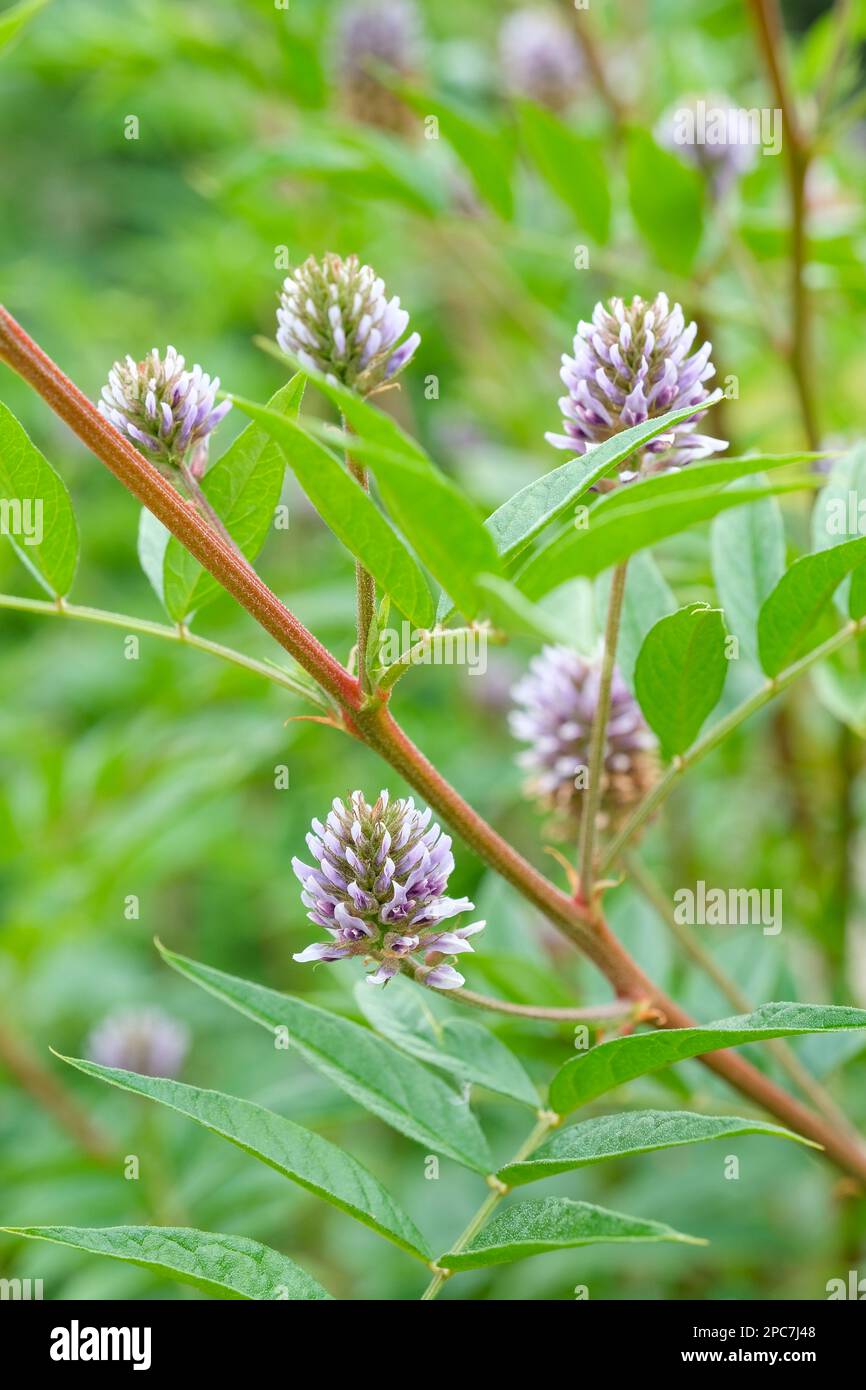 Chinese licorice glycyrrhiza yunnan hires stock photography and images