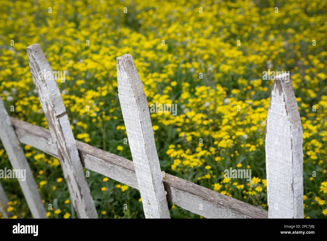 Yellow spring flowers behind white painted wooden fence. White wooden fences in selective focus. Nature, gardening, flower concept. Stock Photo