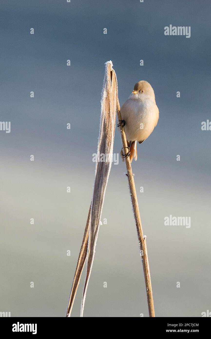 Female panurus biarmicus hi-res stock photography and images - Alamy