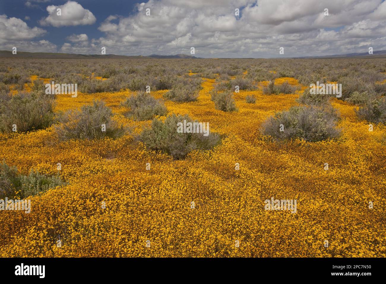 View of grassland habitat with Goldfields (Lasthenia sp.) flowering