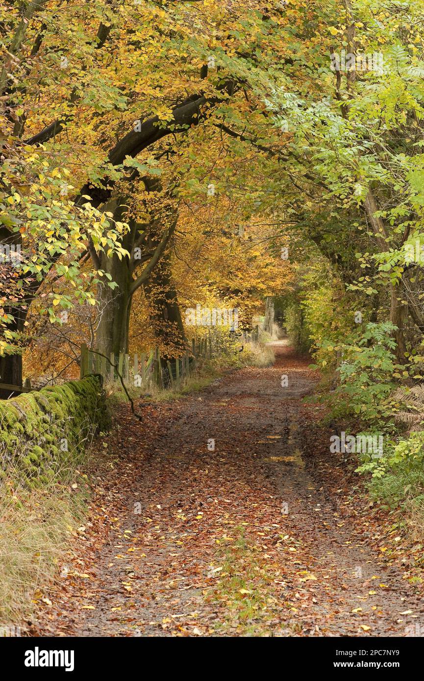 Rural path with trees and fallen leaves, Newton, Lancashire, England ...