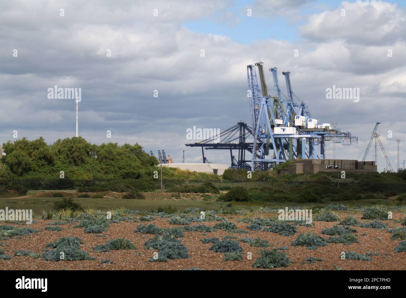Dock cranes and vegetated shingle habitat, Port of Felixstowe, Landguard Peninsula, Felixstowe, Suffolk, England, United Kingdom Stock Photo