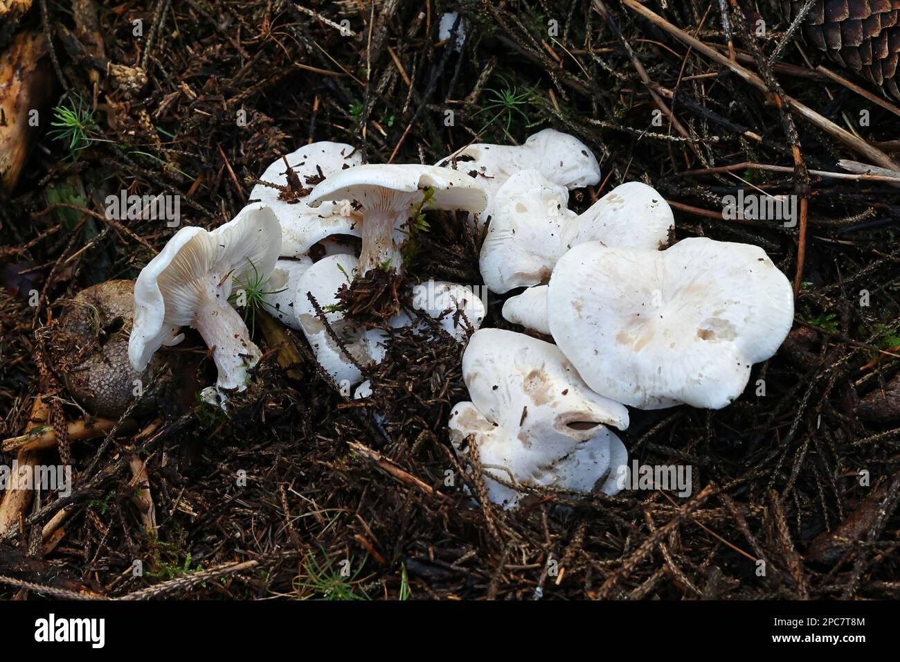 Lepista densifolia, also called Clitocybe densifolia, wild mushroom from Finland, no common English name Stock Photo