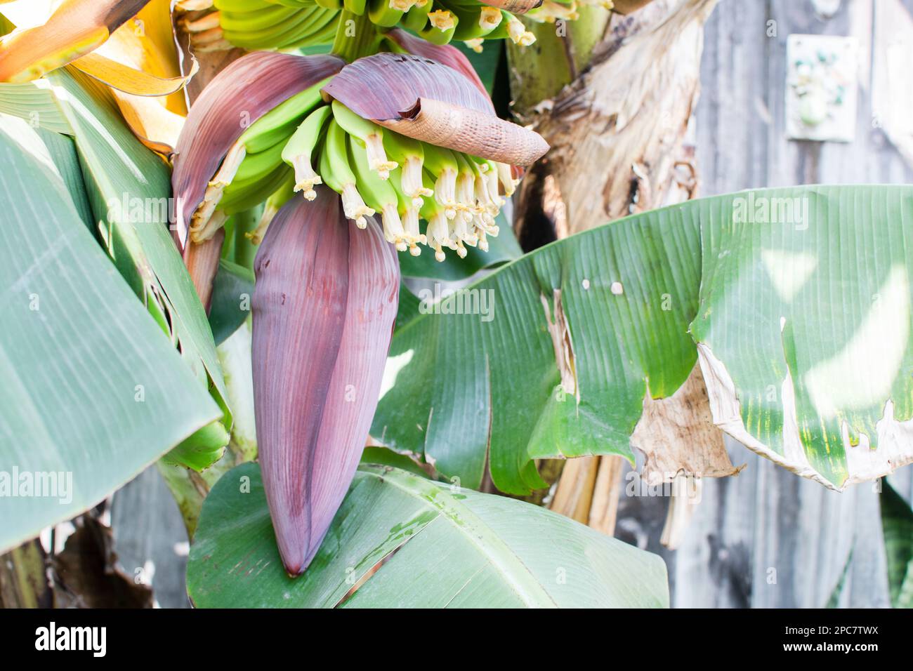 Close up banana blossom, banana flower hanging on a banana tree with