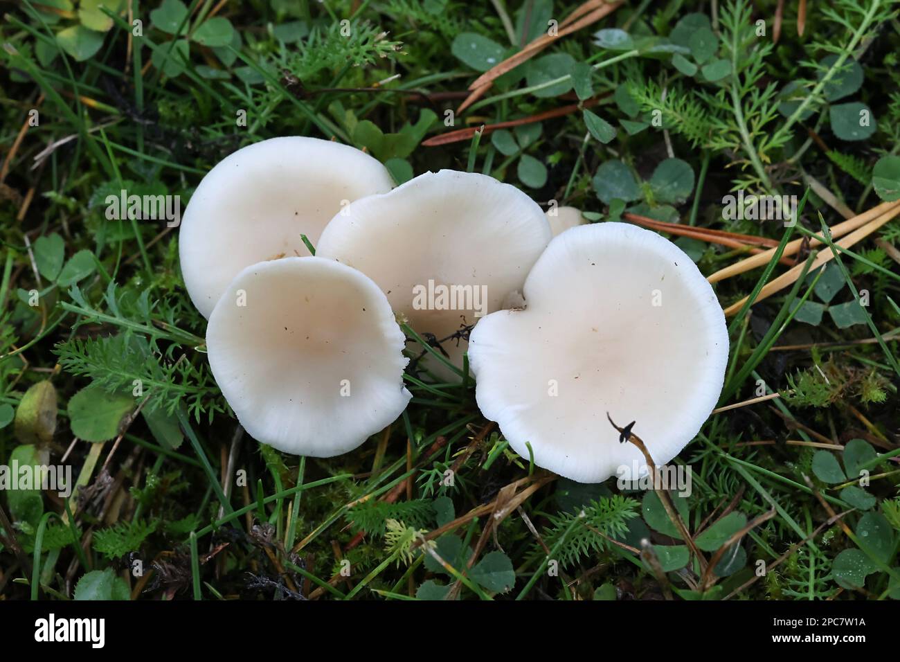 Clitocybe agrestis, commonly known as meadow funnel, wild mushroom from Finland Stock Photo