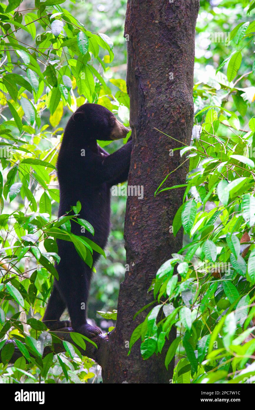 Bornean Sun Bear, Helarctos Malayanus, Malaysia, Sabah, Sepilok, Stock Photo