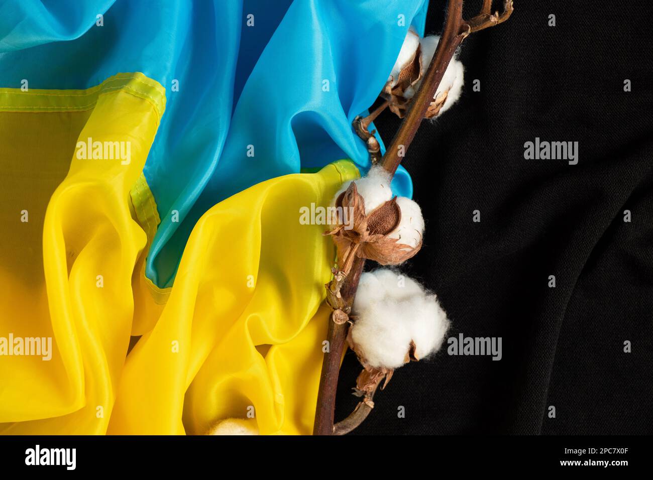A branch of dry cotton and the flag of Ukraine on a black fabric Stock