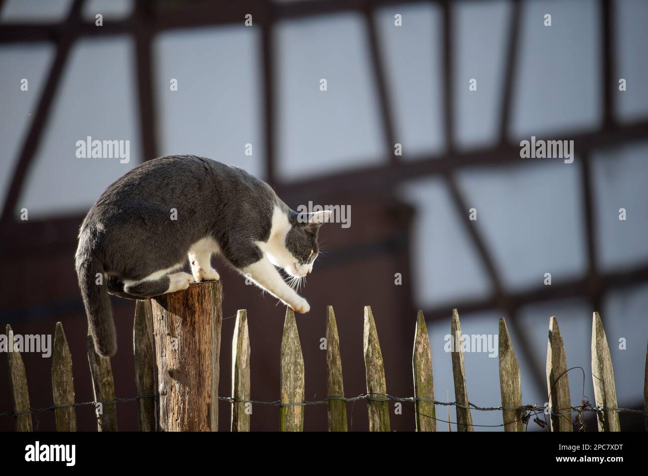Domestic cat in a garden Stock Photo - Alamy
