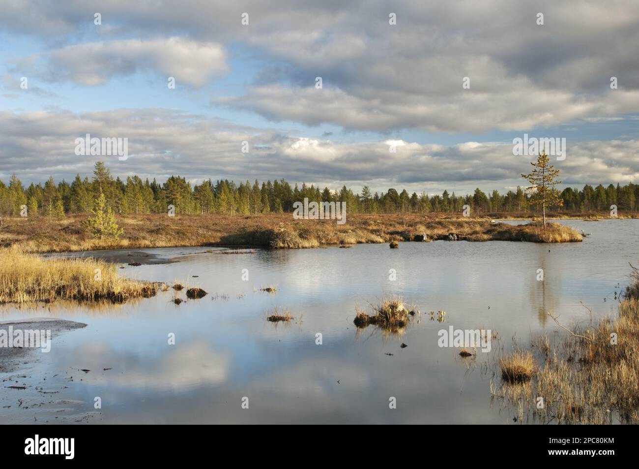 View of pool in boreal bog habitat, Lapland, Northwest Finland Stock