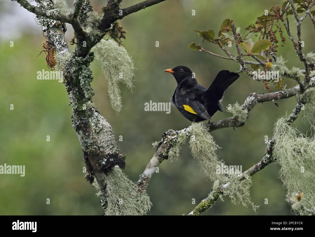 Black-and-gold cotinga (Tijuca atra), adult male, tail spread, sitting on a lichen-covered branch, Atlantic rainforest, Brazil Stock Photo