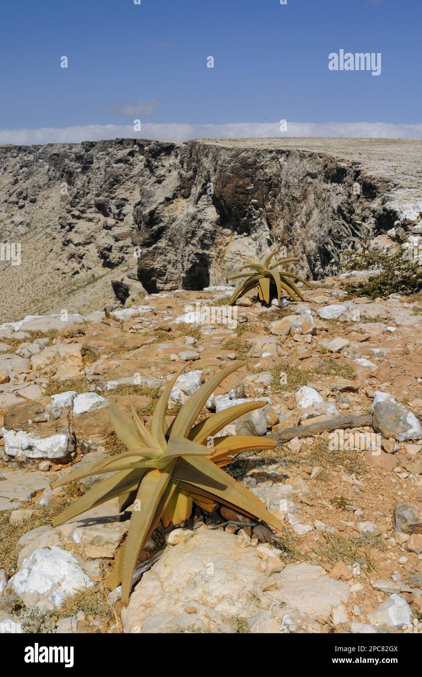 View of aloes in southern rock habitat, Socotra, Yemen Stock Photo