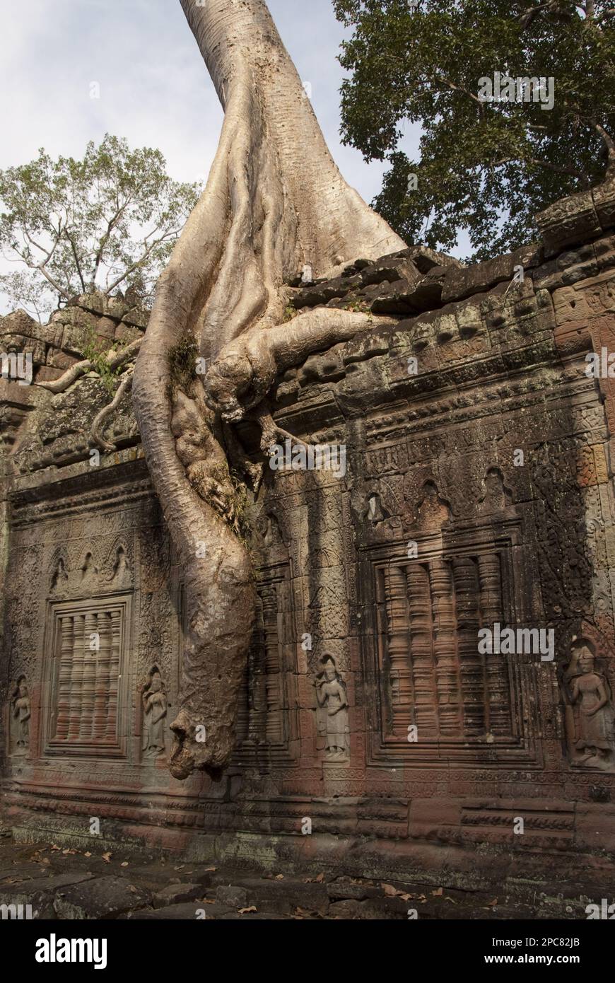 Tree roots growing over walls of Khmer temple ruins, Ta Prohm, Angkor, Siem Riep, Cambodia Stock Photo